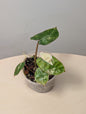 Philodendron Billitae variegated