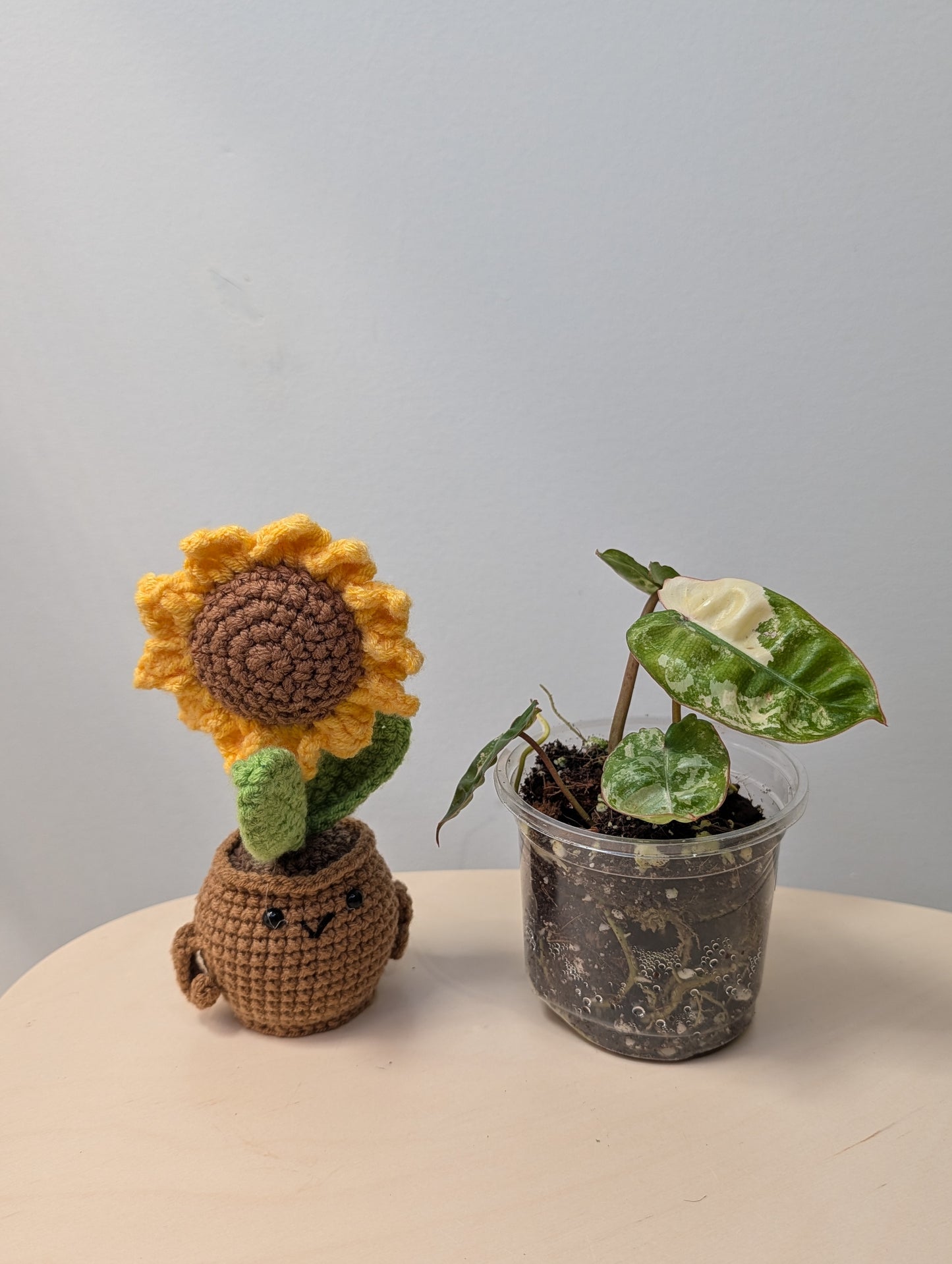 Philodendron Billitae variegated