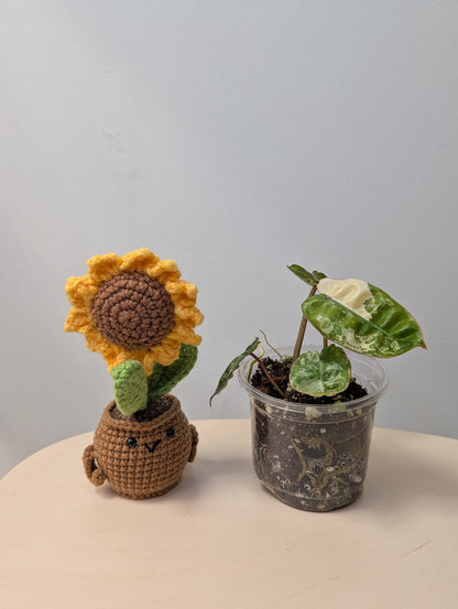 Philodendron Billitae variegated