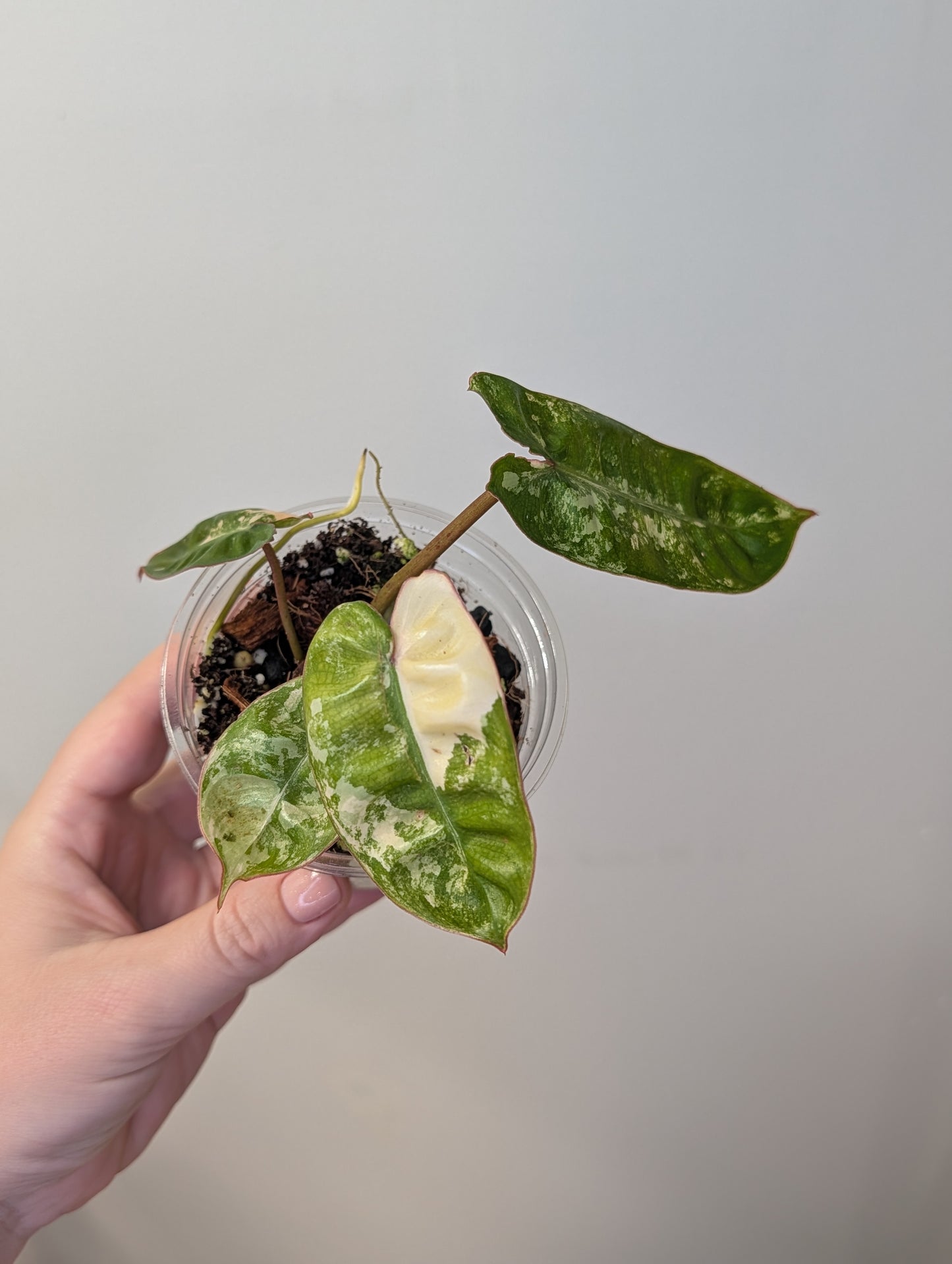 Philodendron Billitae variegated