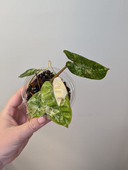 Philodendron Billitae variegated