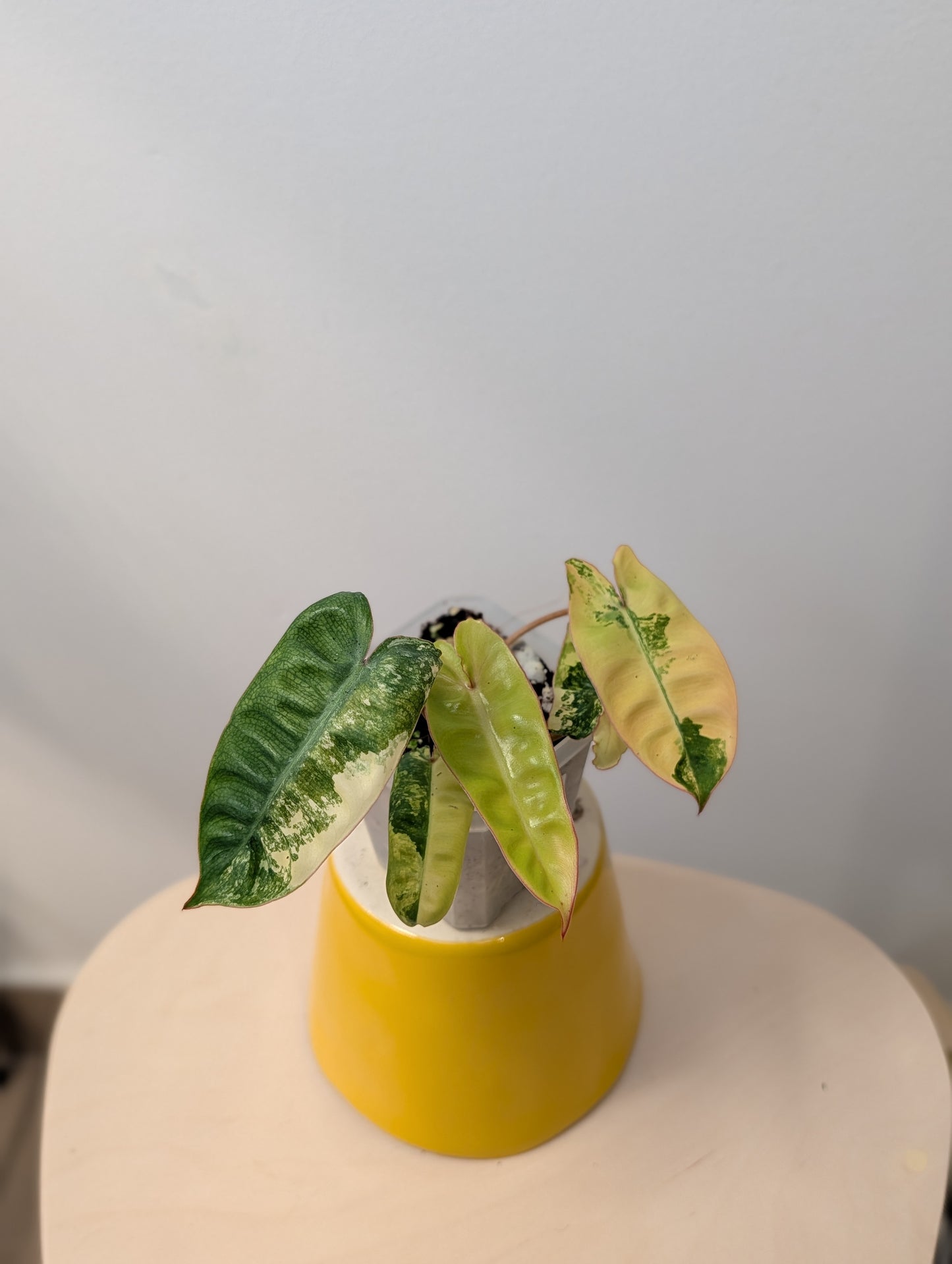 Philodendron Billitae variegated