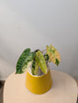 Philodendron Billitae variegated