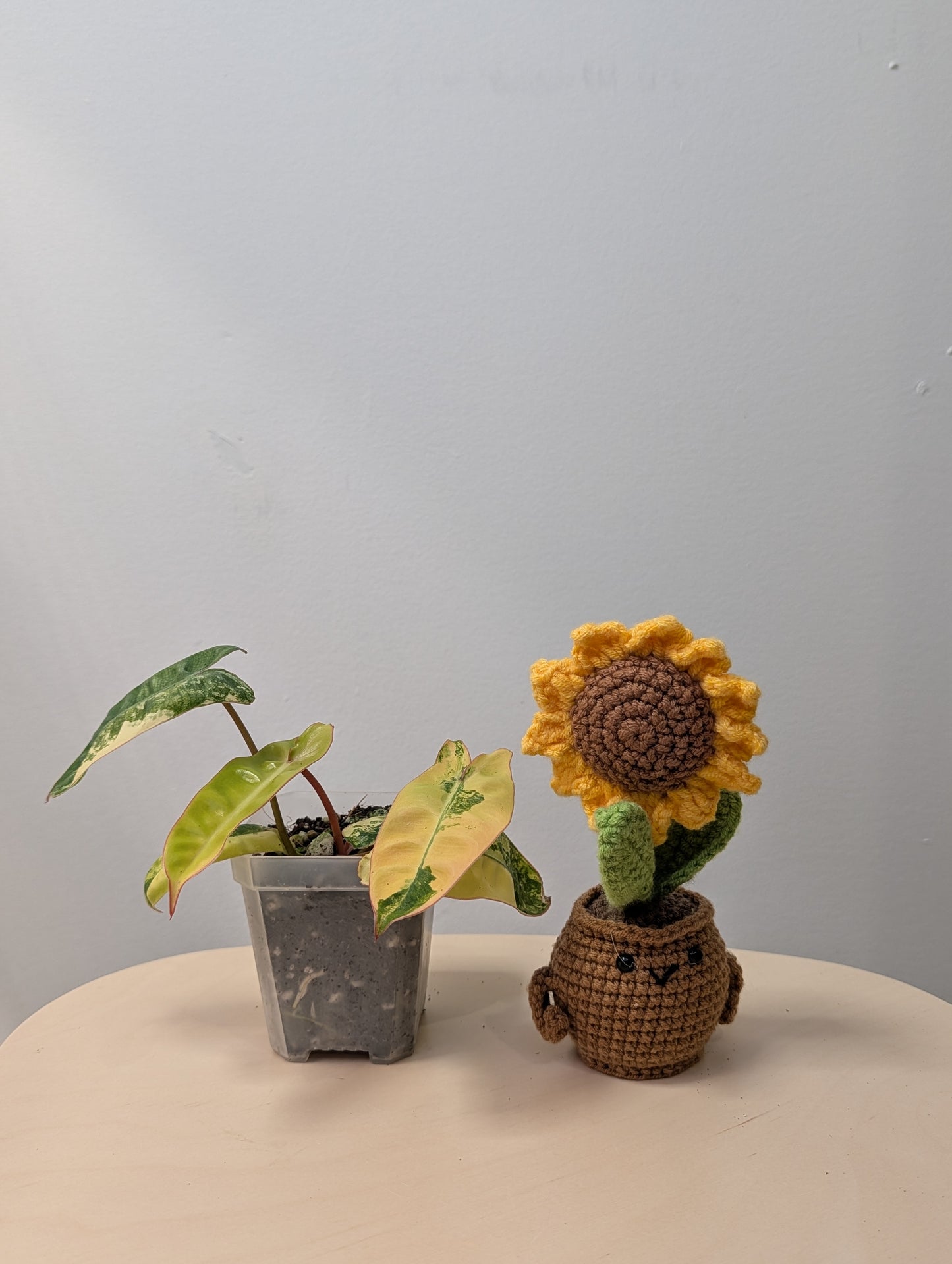 Philodendron Billitae variegated