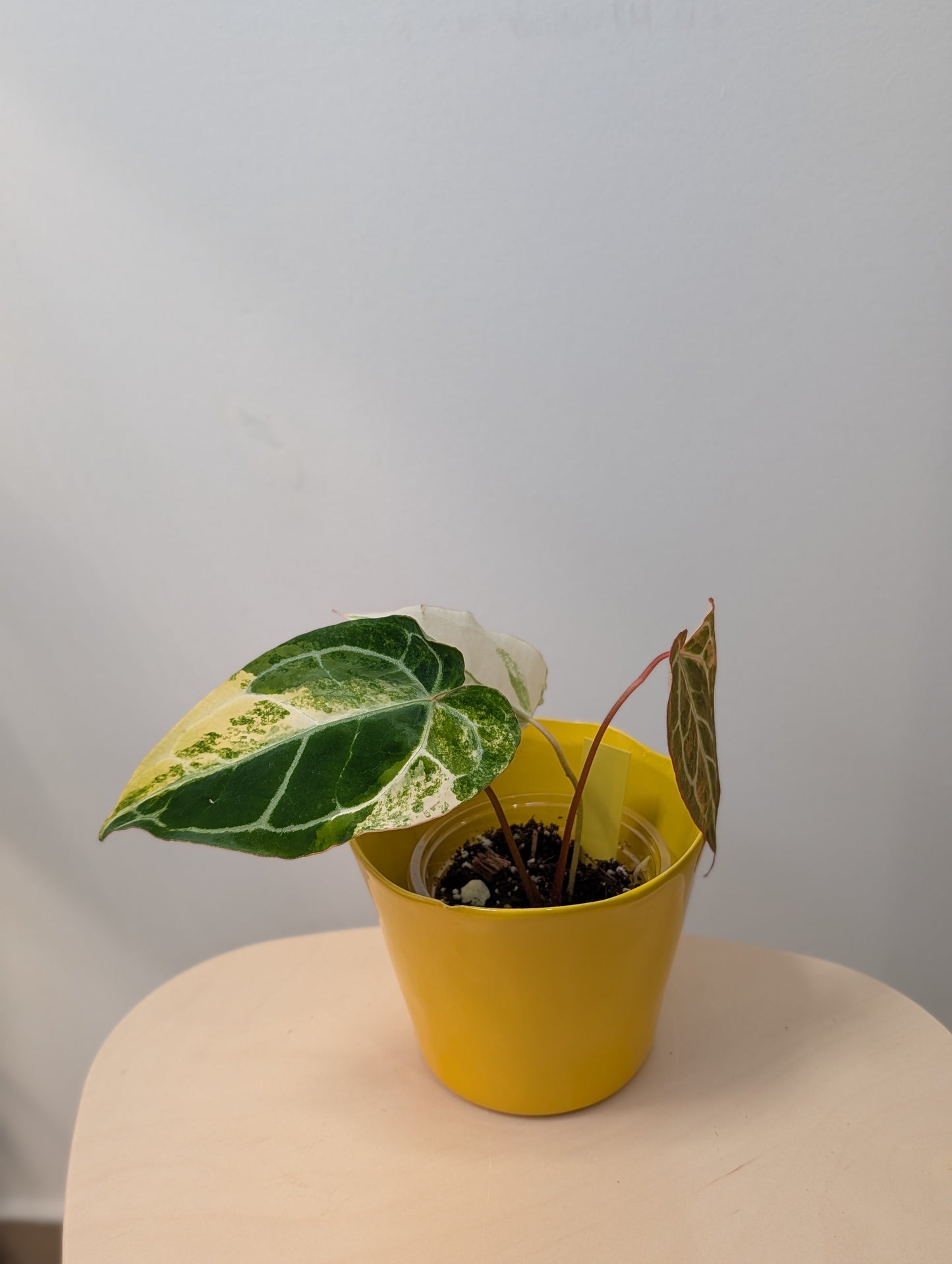 Anthurium crystallinum variegated / homegrown plant