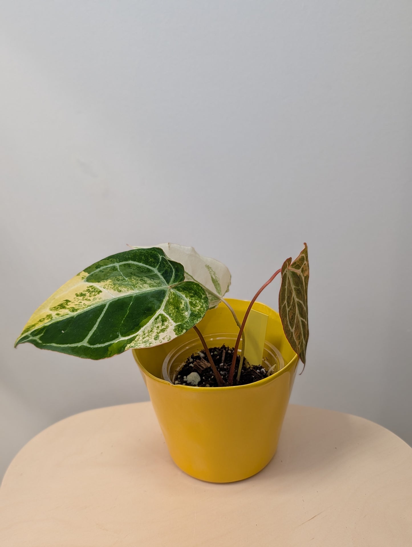 Anthurium crystallinum variegated / homegrown plant