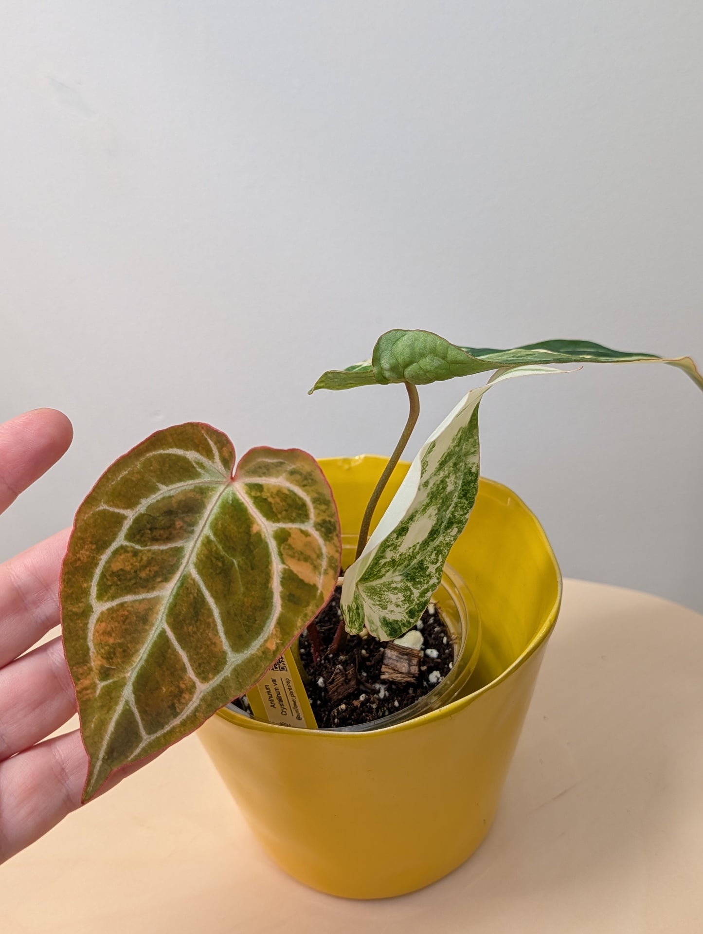 Anthurium crystallinum variegated / homegrown plant