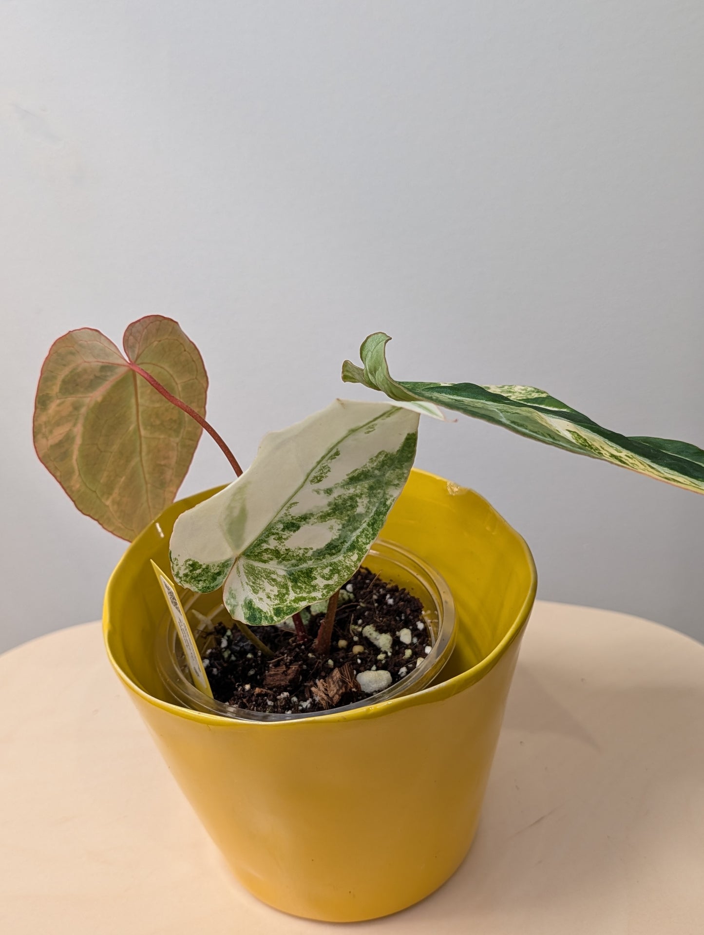 Anthurium crystallinum variegated / homegrown plant