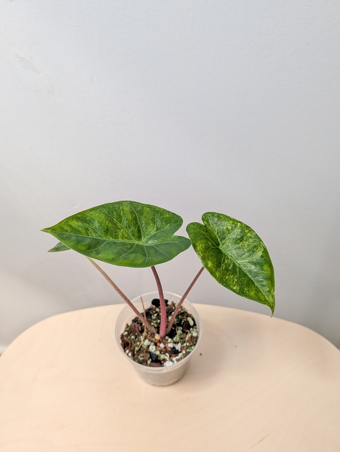 Alocasia calidora hybrid variegated, rare