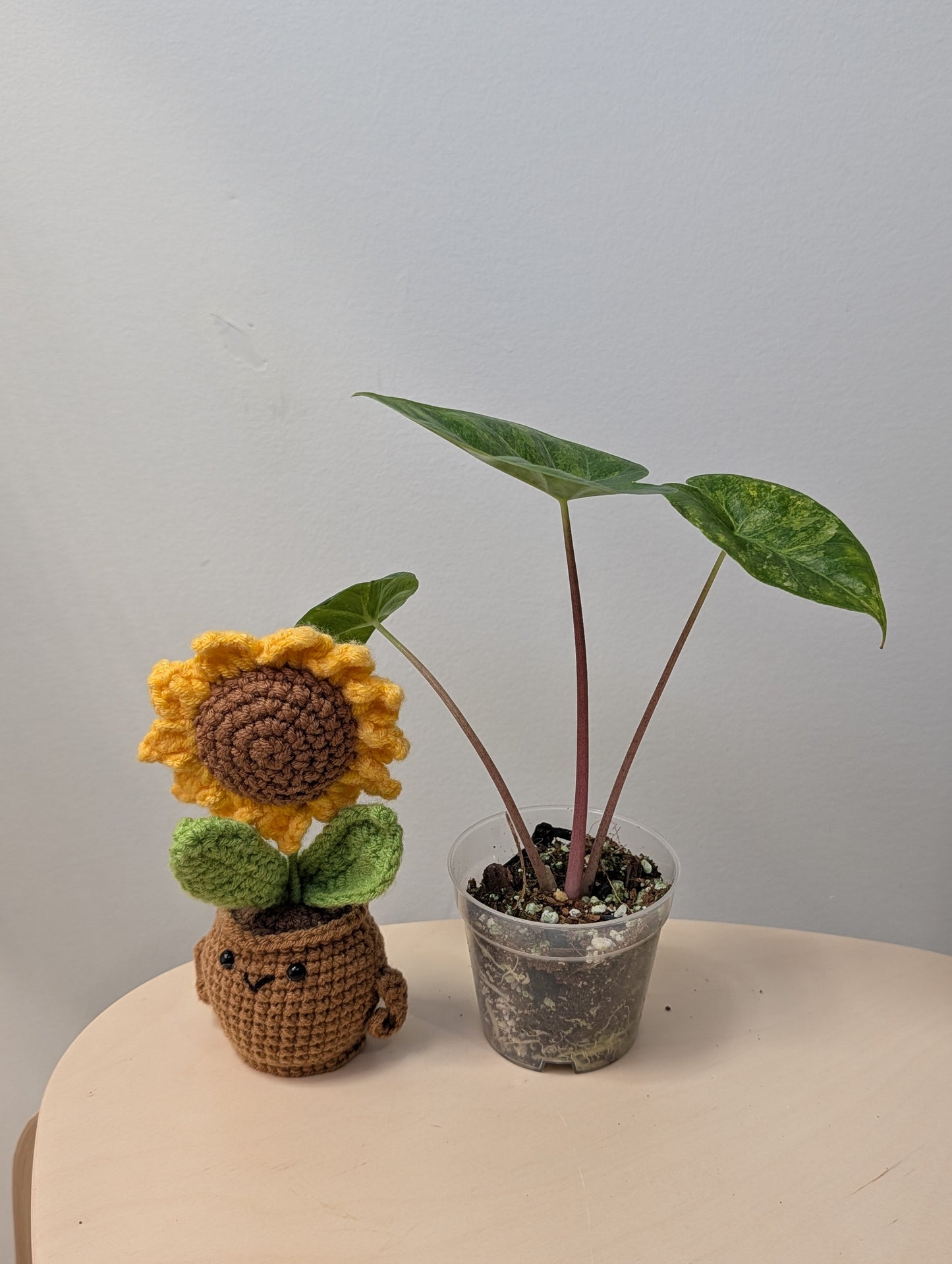 Alocasia calidora hybrid variegated, rare