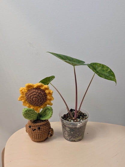 Alocasia calidora hybrid variegated, rare