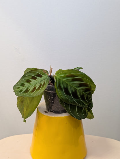 Marantha black (rare)