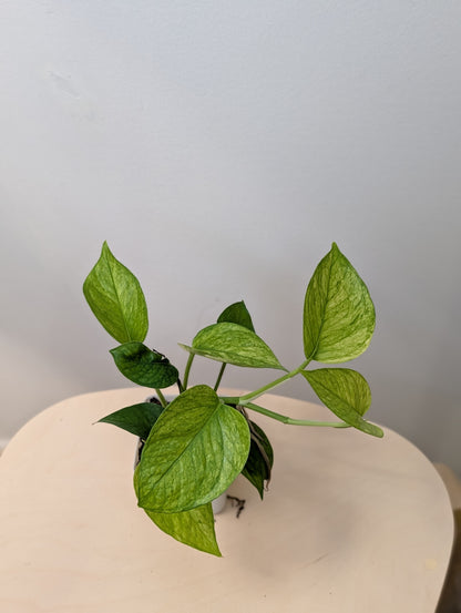 Pothos Jessenia / uncommon color