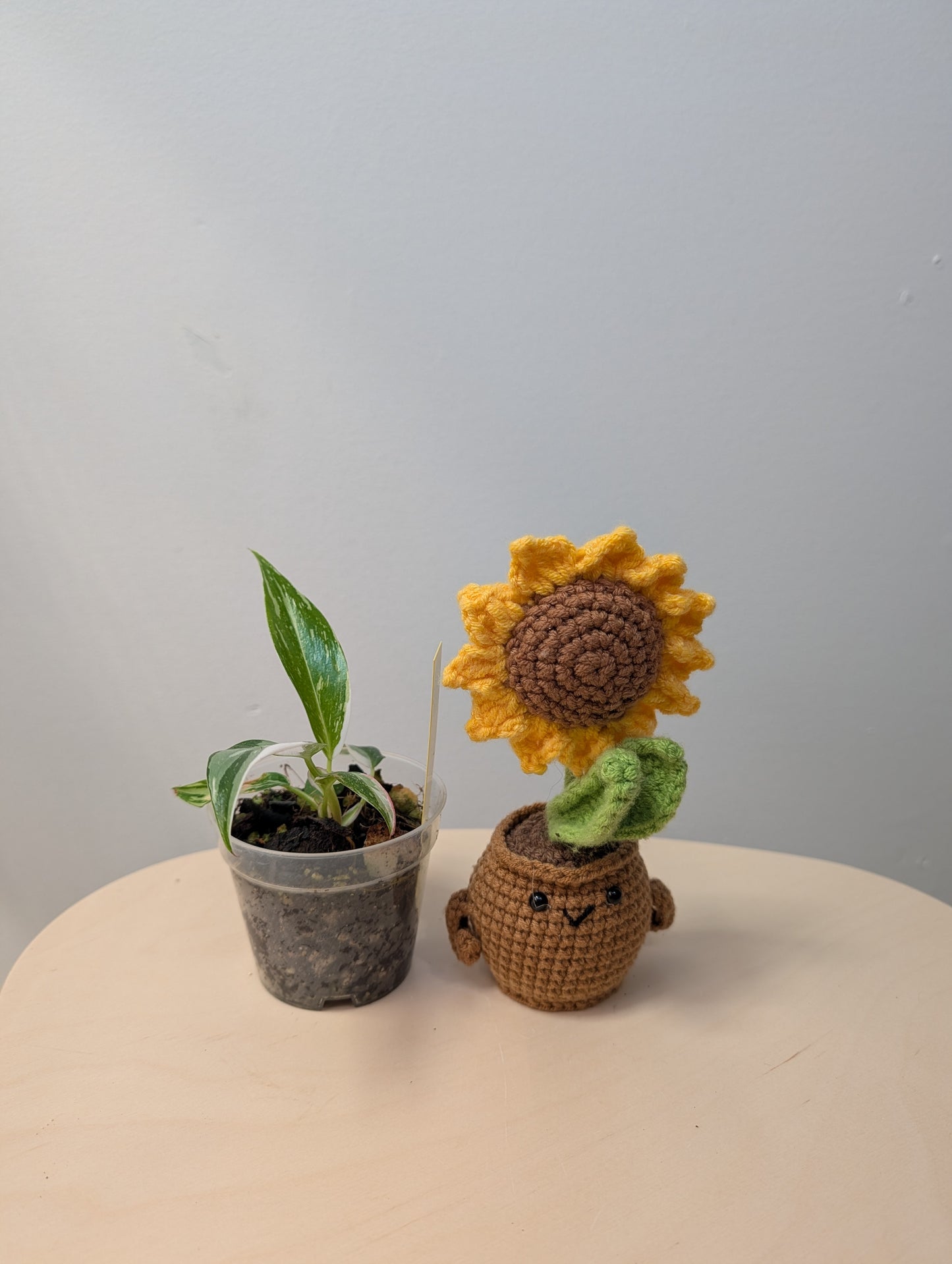 Philodendron white princess