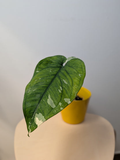 Syngonium chiapense variegated