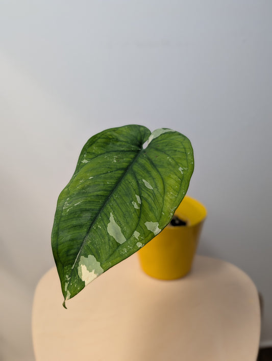 Syngonium chiapense variegated