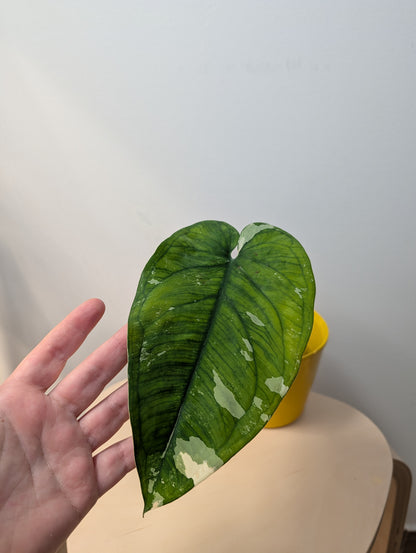 Syngonium chiapense variegated