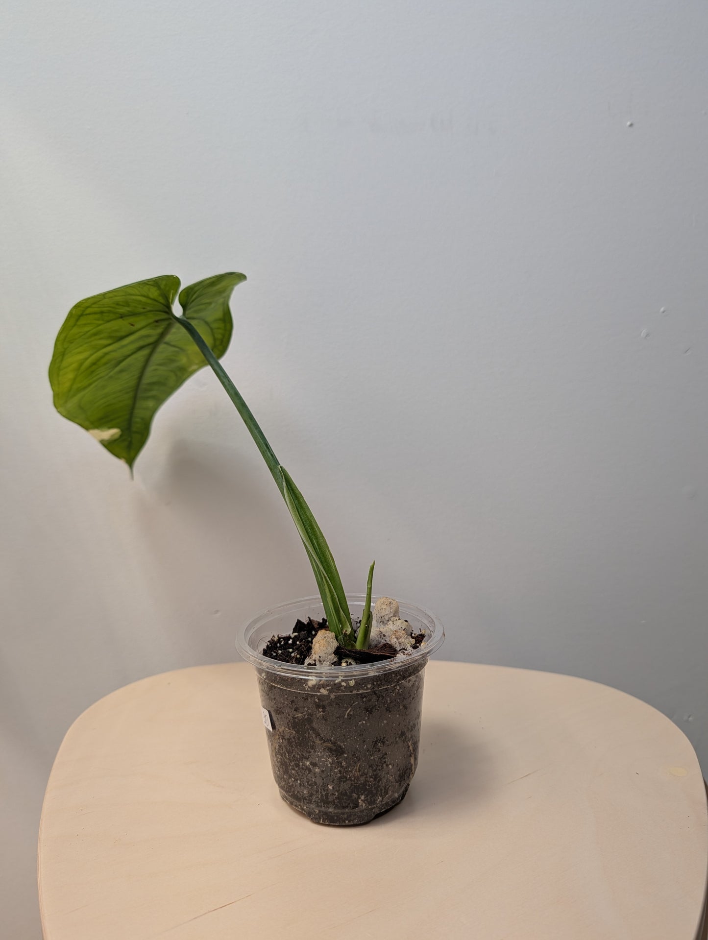 Syngonium chiapense variegated