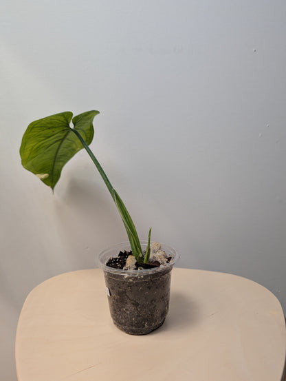 Syngonium chiapense variegated