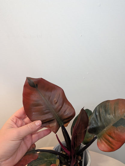 Philodendron Black Cardinal variegated