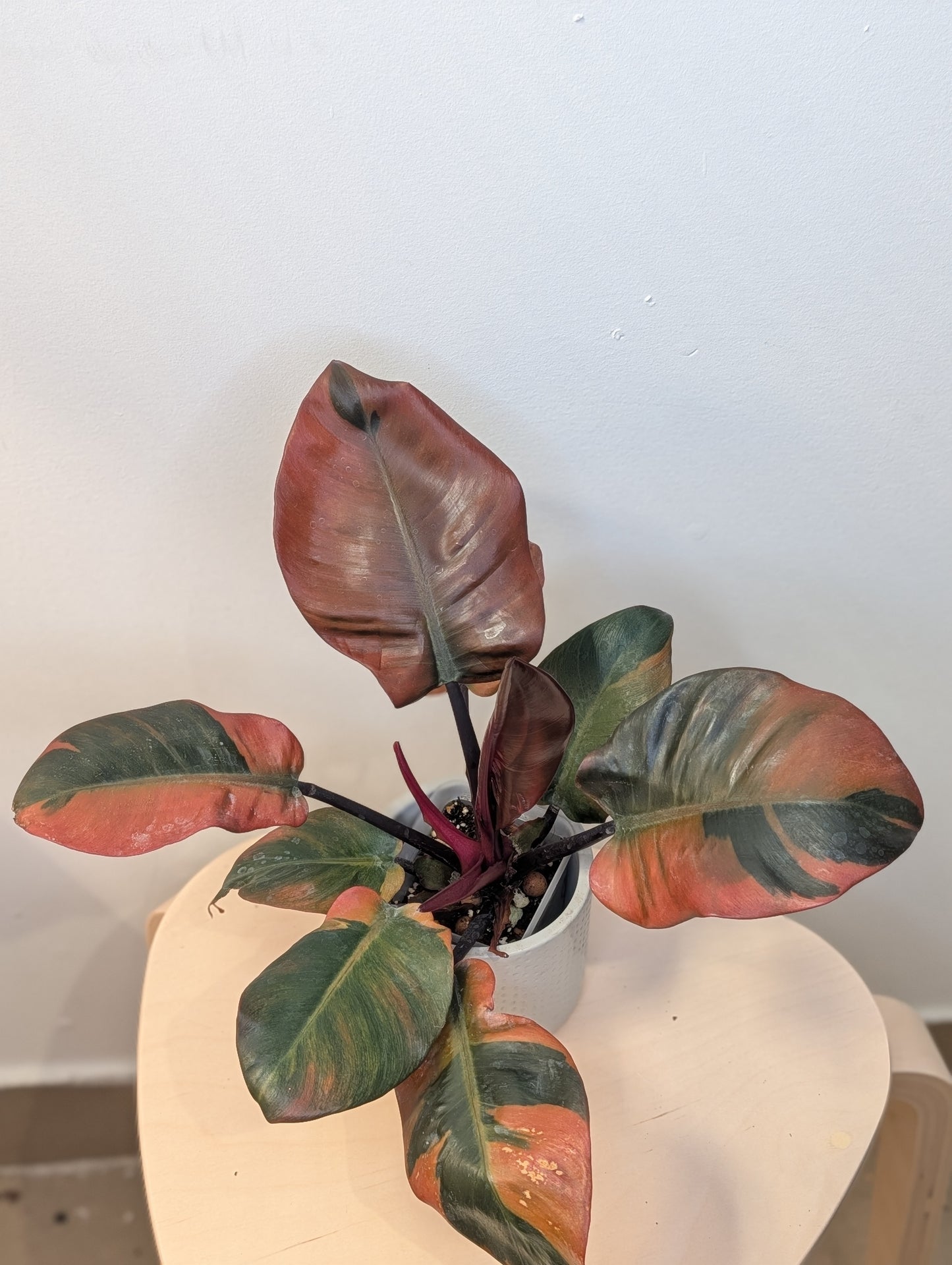 Philodendron Black Cardinal variegated