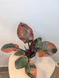 Philodendron Black Cardinal variegated