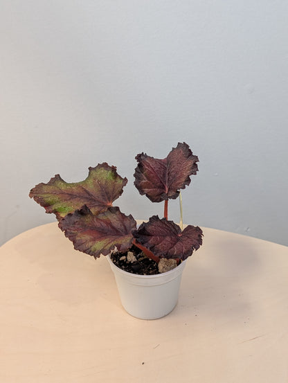 Begonia Rex Bundle