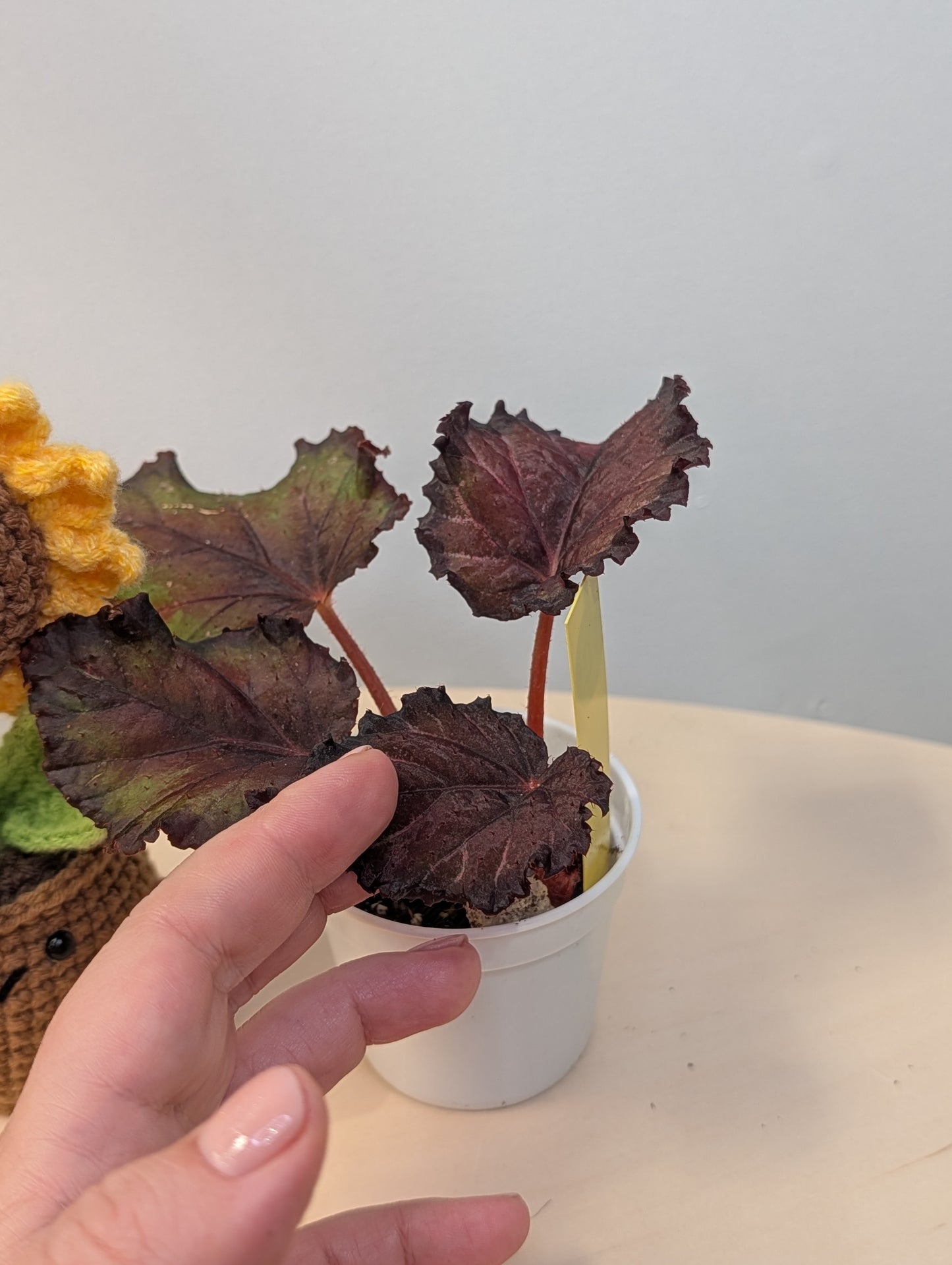 Begonia Rex Bundle