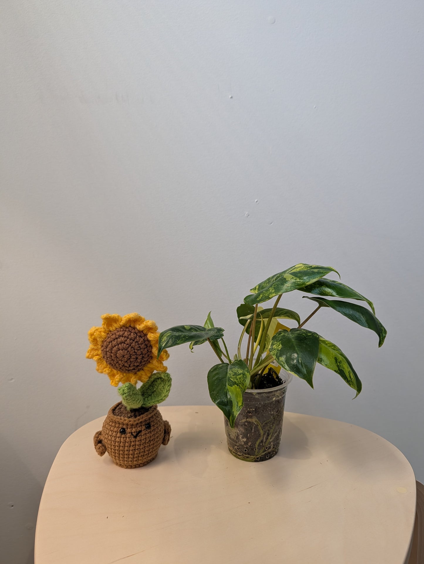 Philodendron burle Marx variegated