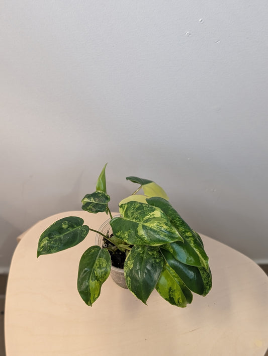 Philodendron burle Marx variegated