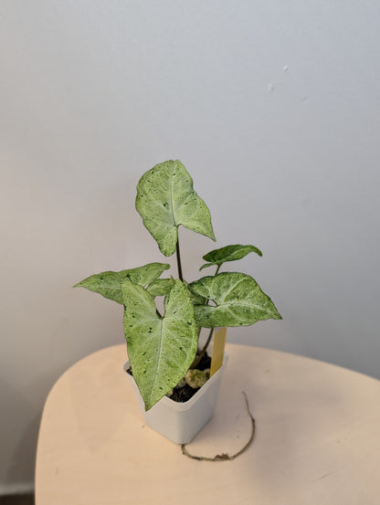 Syngonium bundle / Synhonium Green eclipse and Syngonium Green Freckles