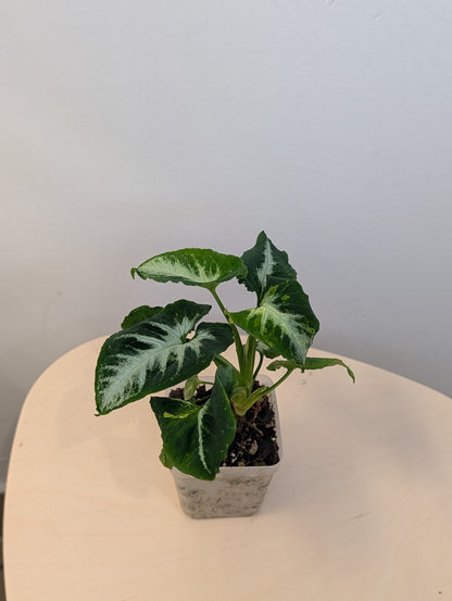 Syngonium scrambled eggs 🍳