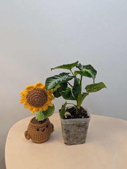 Syngonium scrambled eggs 🍳