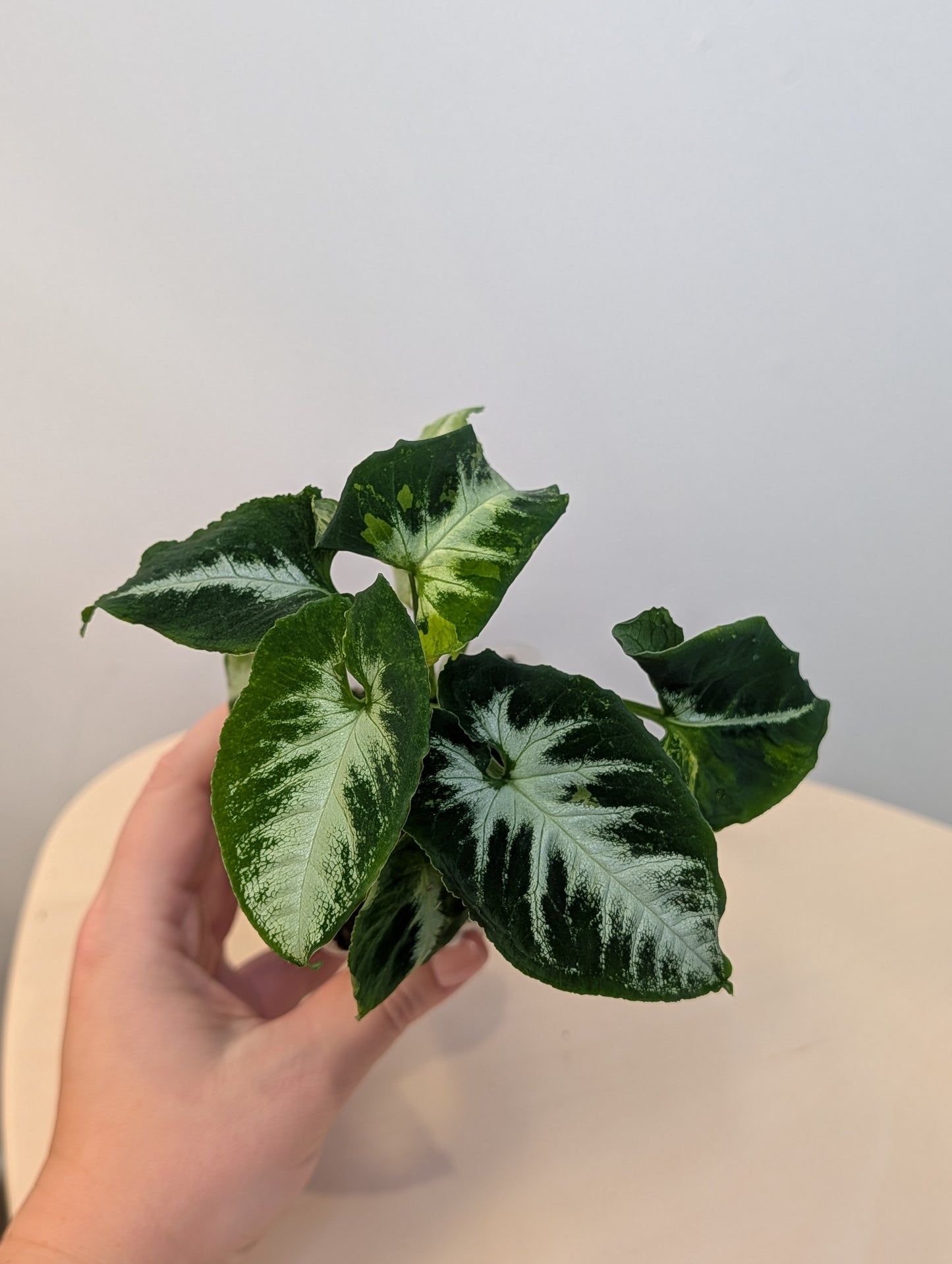 Syngonium scrambled eggs 🍳