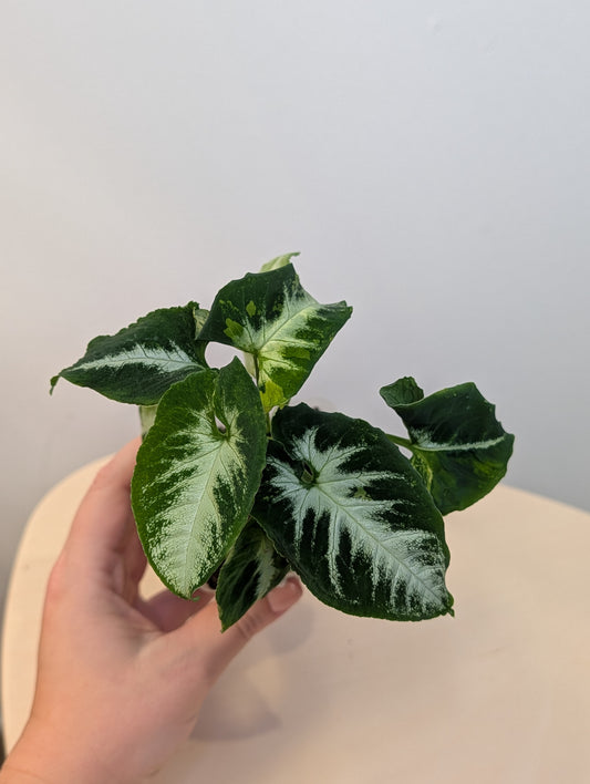 Syngonium scrambled eggs 🍳