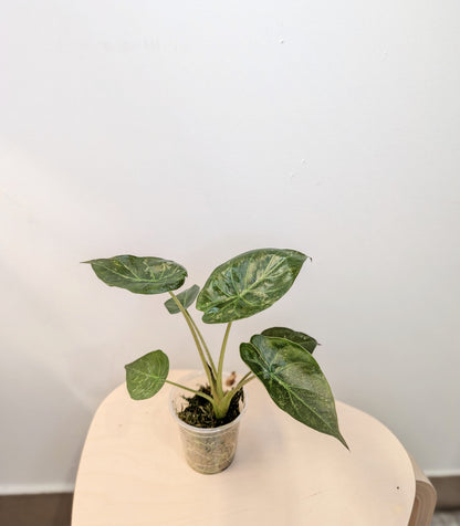 Alocasia wentii silver pink variegated