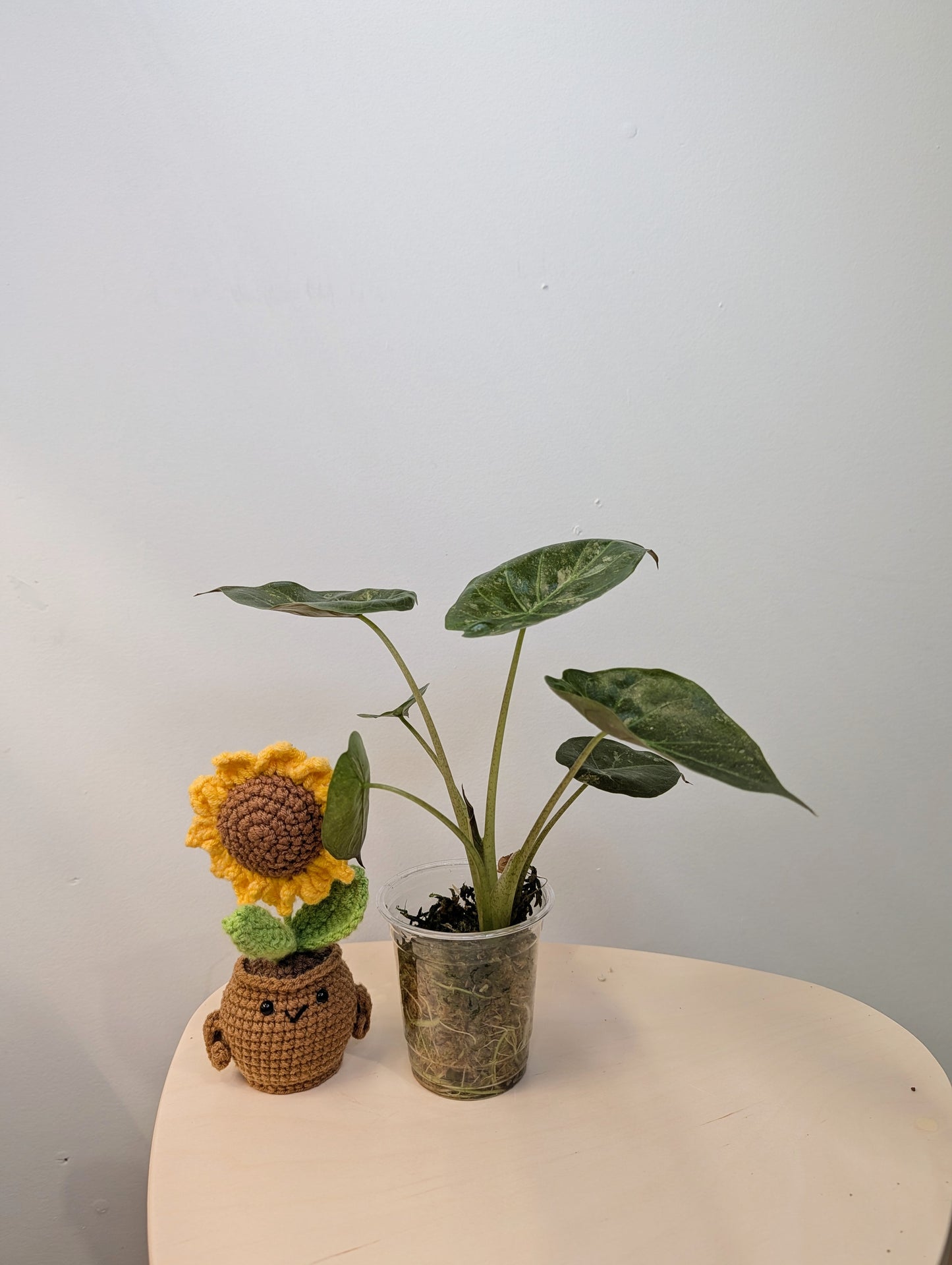 Alocasia wenti silver pink