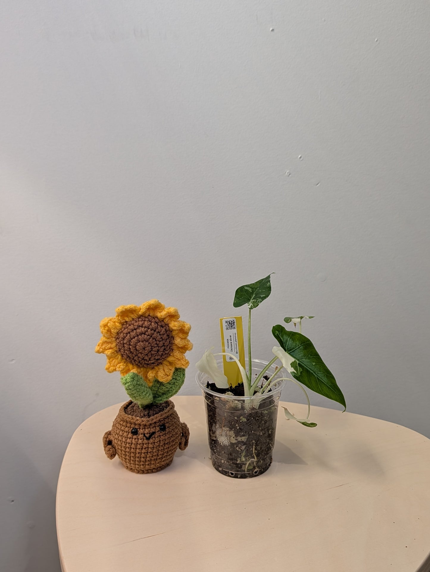 Alocasia Okinawa silver