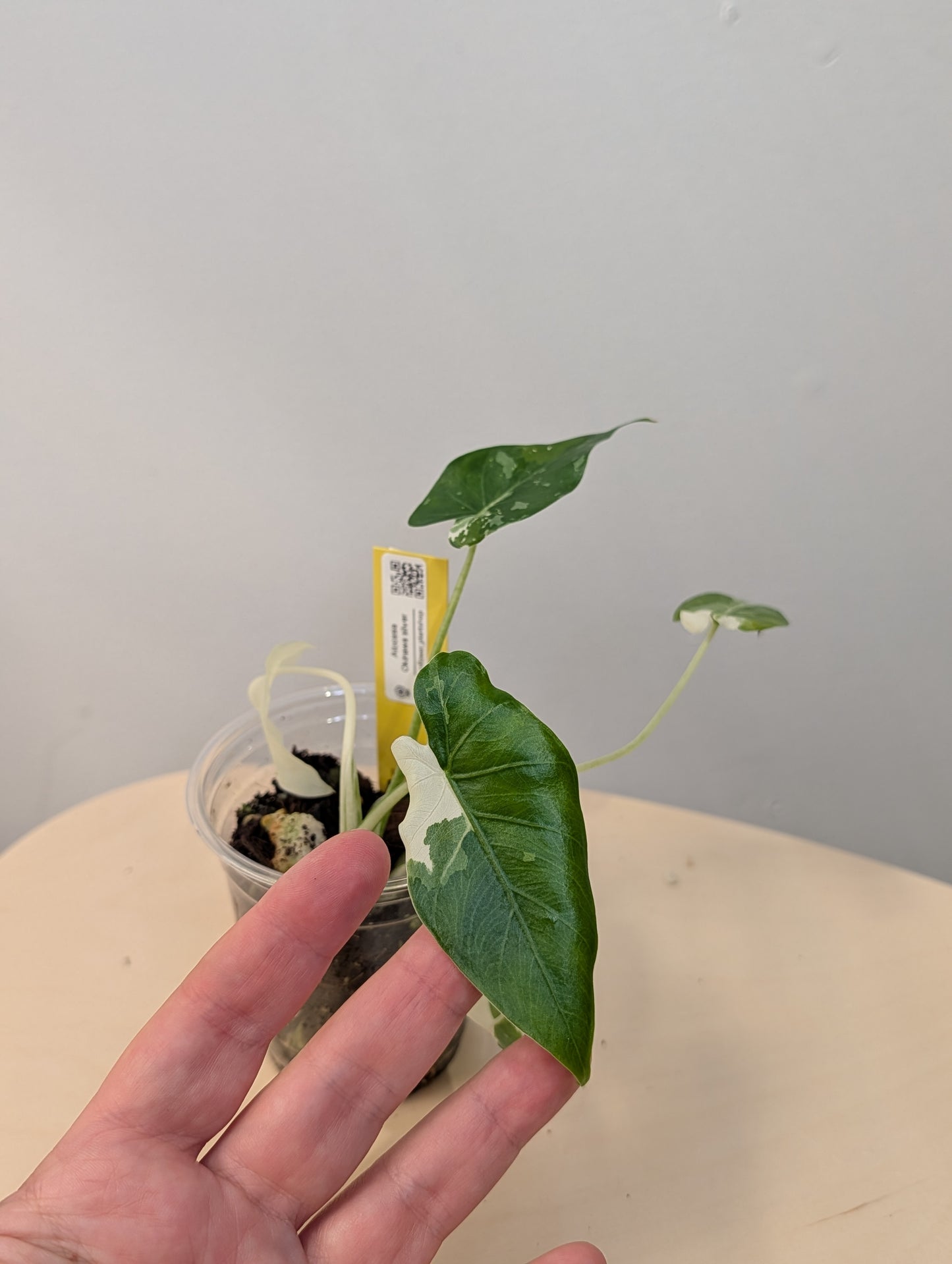 Alocasia Okinawa silver