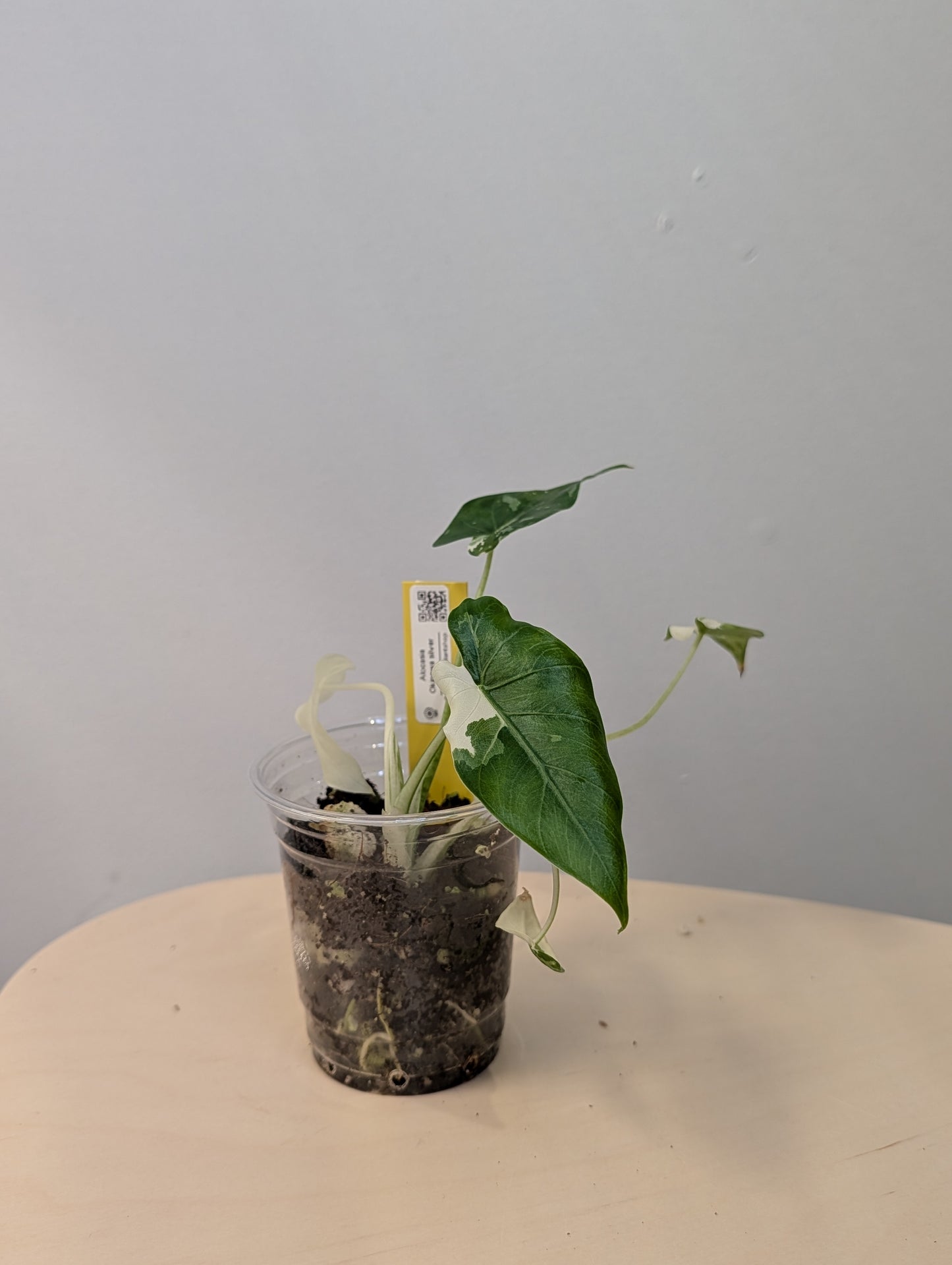 Alocasia Okinawa silver