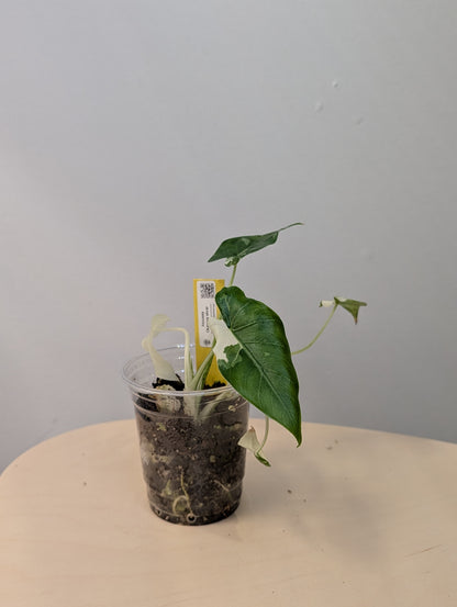 Alocasia Okinawa silver