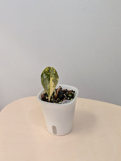 Alocasia azlanii aurea variegated, Corm grown