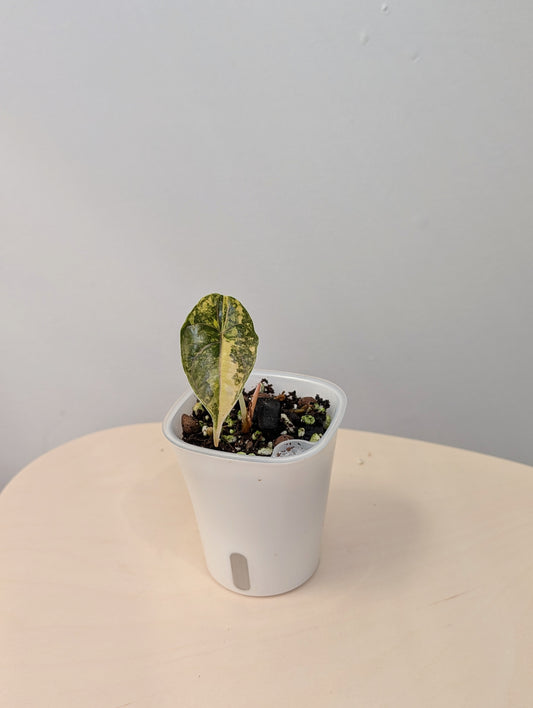 Alocasia azlanii aurea variegated, Corm grown