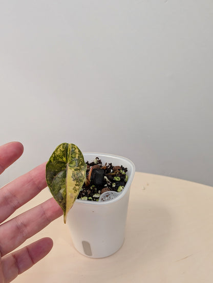 Alocasia azlanii aurea variegated, Corm grown