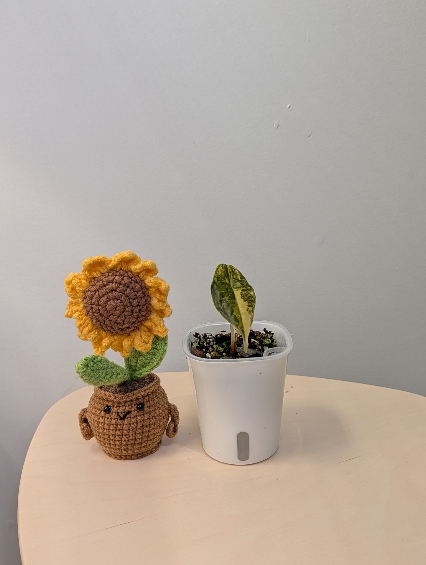 Alocasia azlanii aurea variegated, Corm grown