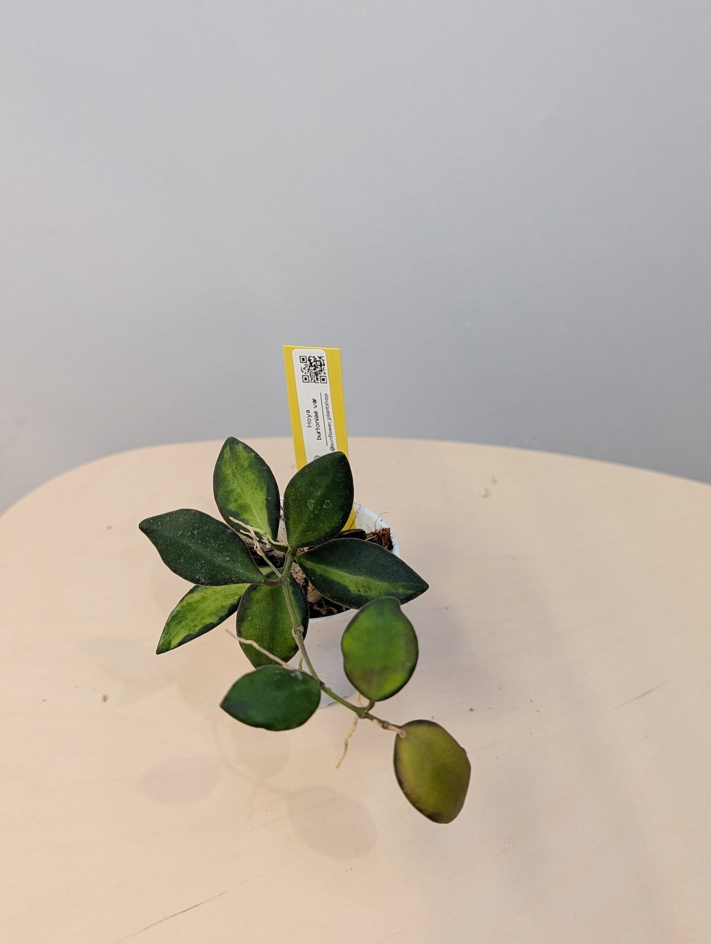 Hoya burtoniae variegated