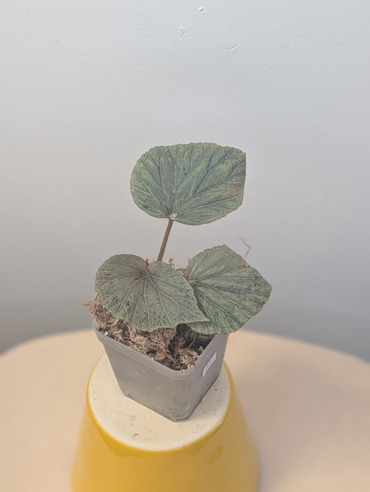 Begonia Silver Suede