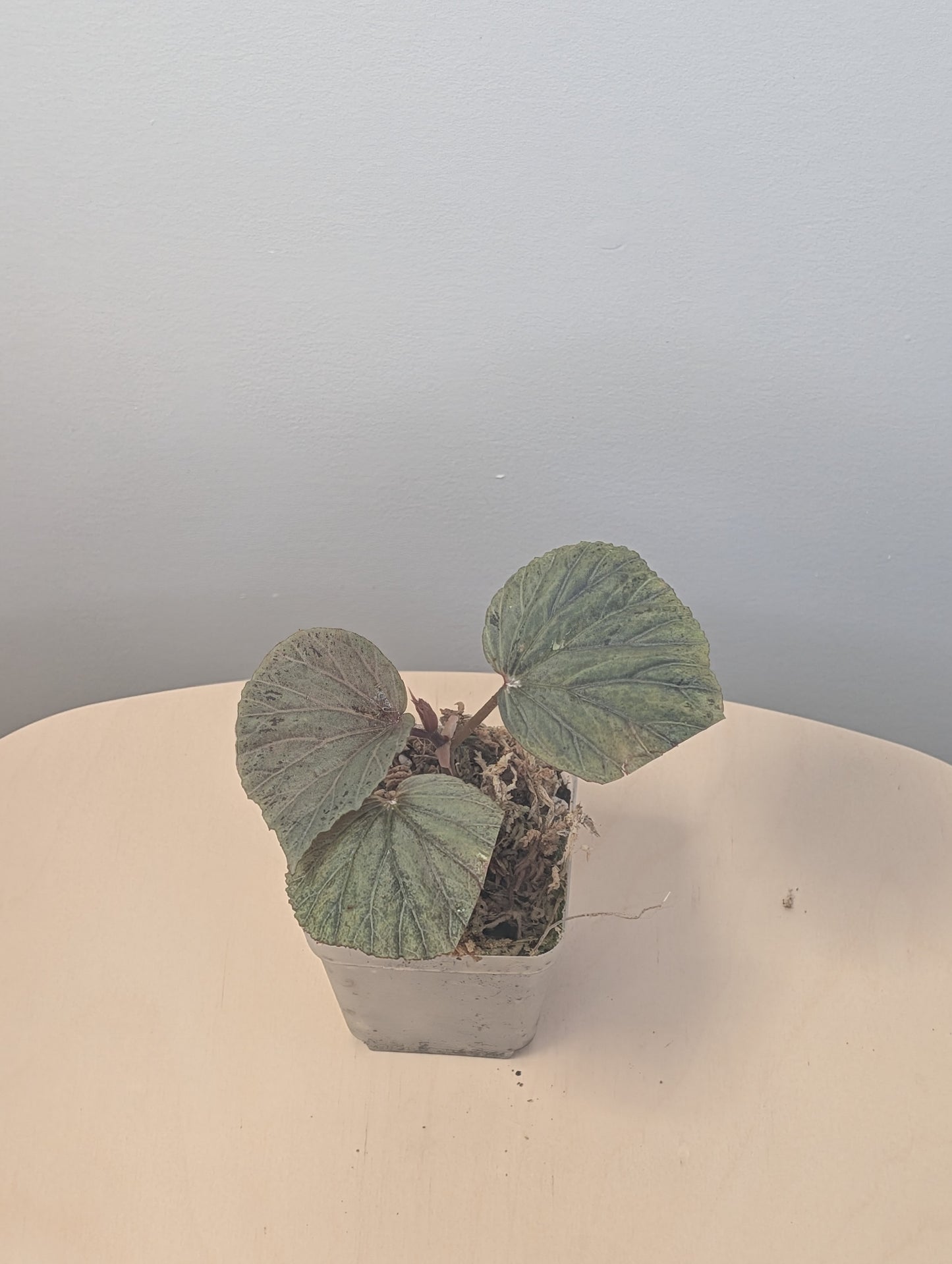 Begonia Silver Suede