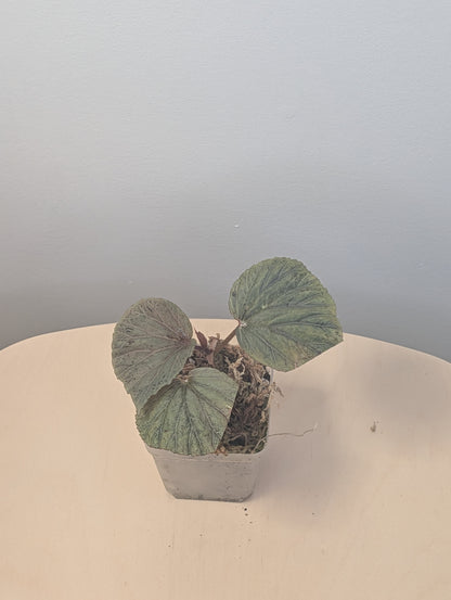 Begonia Silver Suede