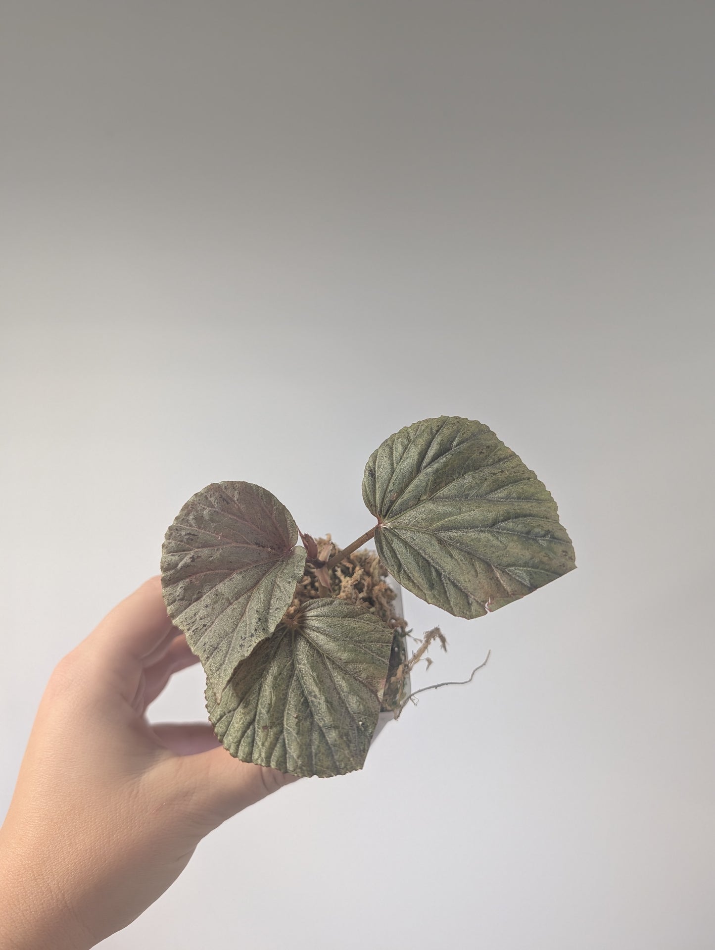 Begonia Silver Suede